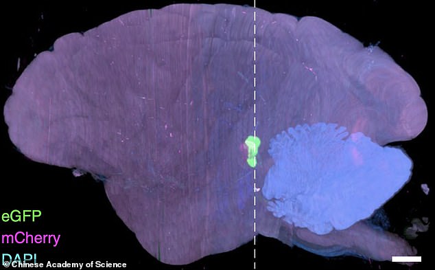 1627943551 554 Worlds first high resolution 3D image of a monkey BRAIN is