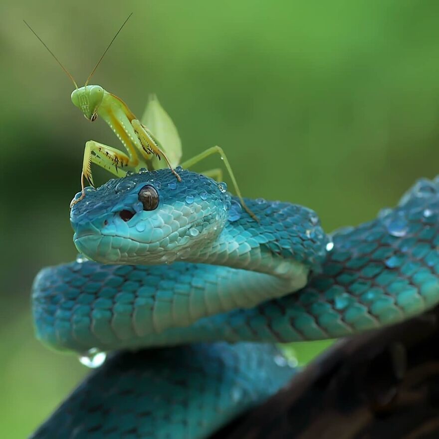 Viral image of a lizard relaxing in the sun shows that it is more photogenic than we are 614c247e06261 880