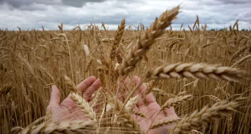 أسعار القمح تتراجع عالميا مع قرب موسم الحصاد 