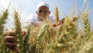 140 234425 egypt ukrainian russian wheat tender 700x400