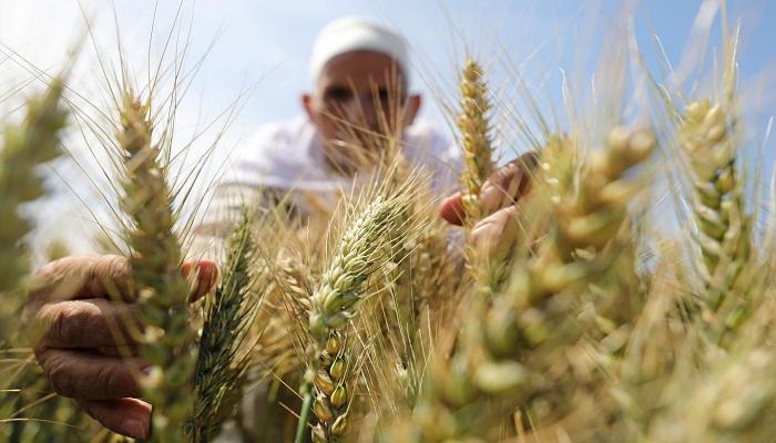 140 234425 egypt ukrainian russian wheat