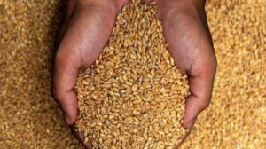أسعار القمح المصري