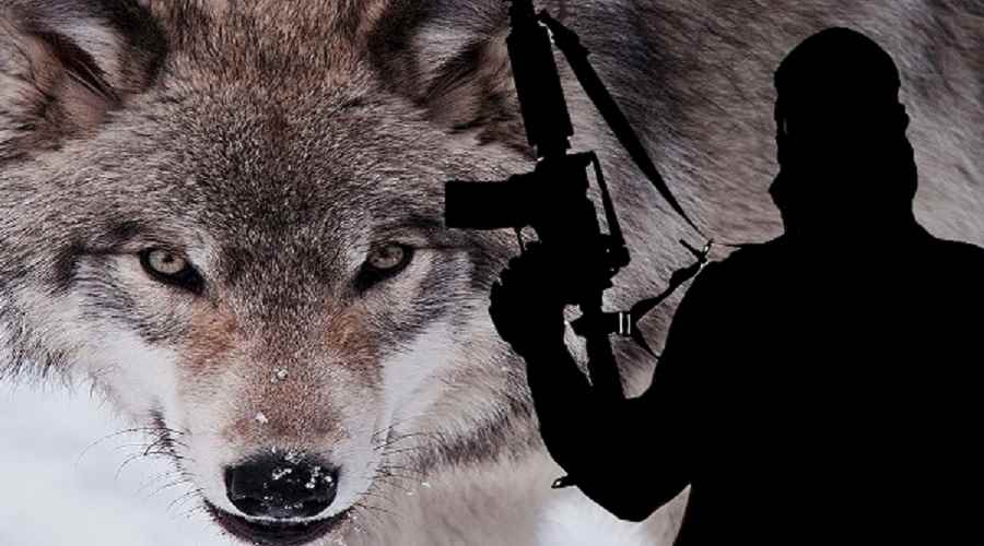 داعش هجمات الذئب المنفردة