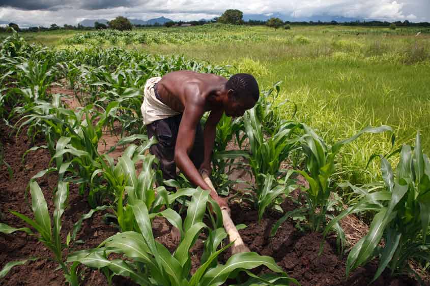 الزراعة في إفريقيا صورة
