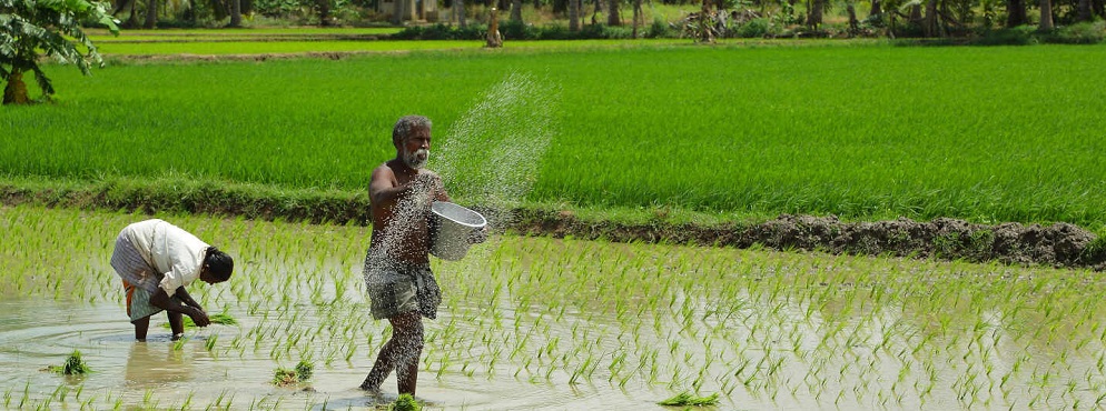 مزارع الأرز في الهند