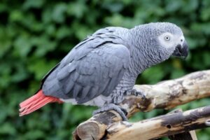 african grey parrot facts 2570 3 1602113323
