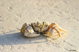 ghost crab on beach sand 2114687