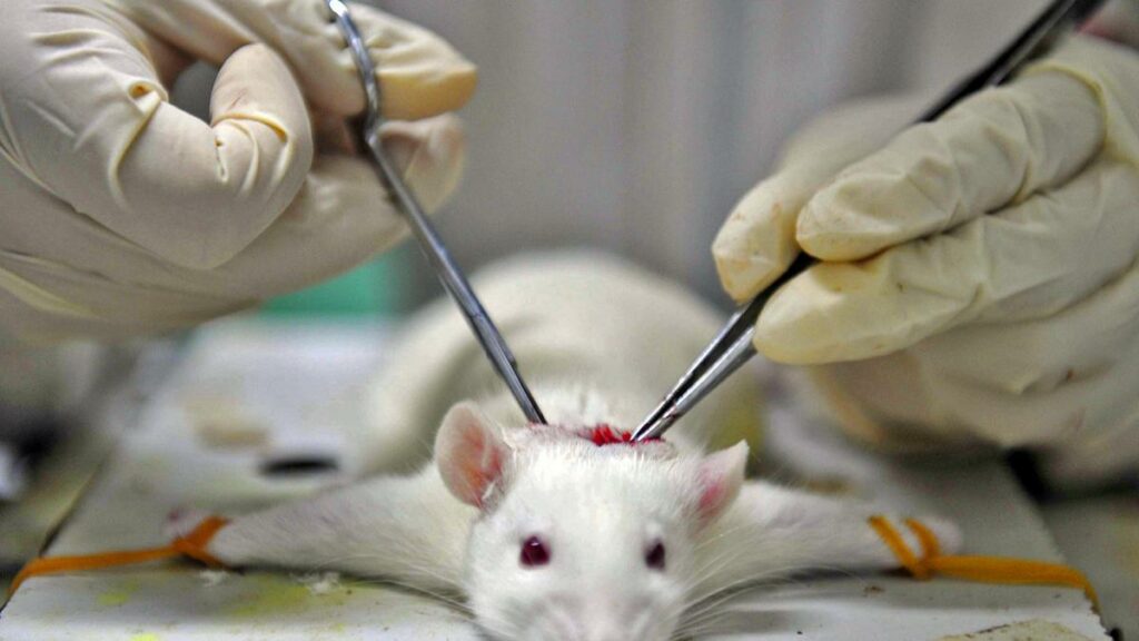 أحدث الأبحاث الجزئية على الفئران