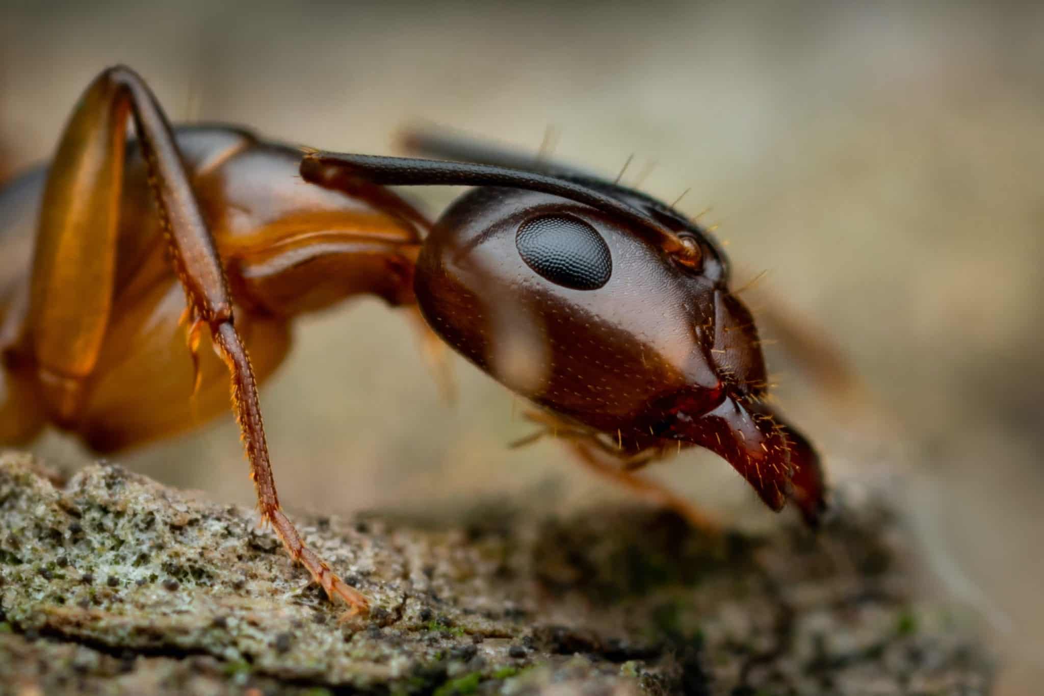 تدريب النمل علي اكتشاف السرطان عن طريق شم البول