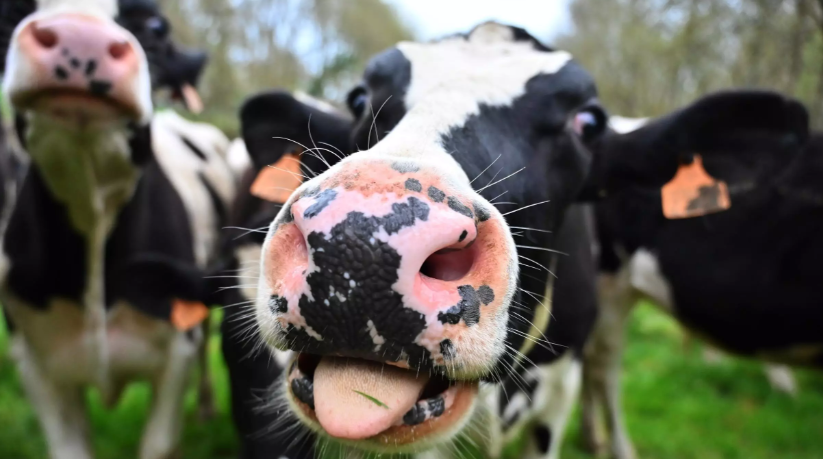 استخرج الباحثون المخاط من الغدد اللعابية للأبقار وحولوها إلى مادة هلامية تتخلص من الفيروسات وتقيّدها