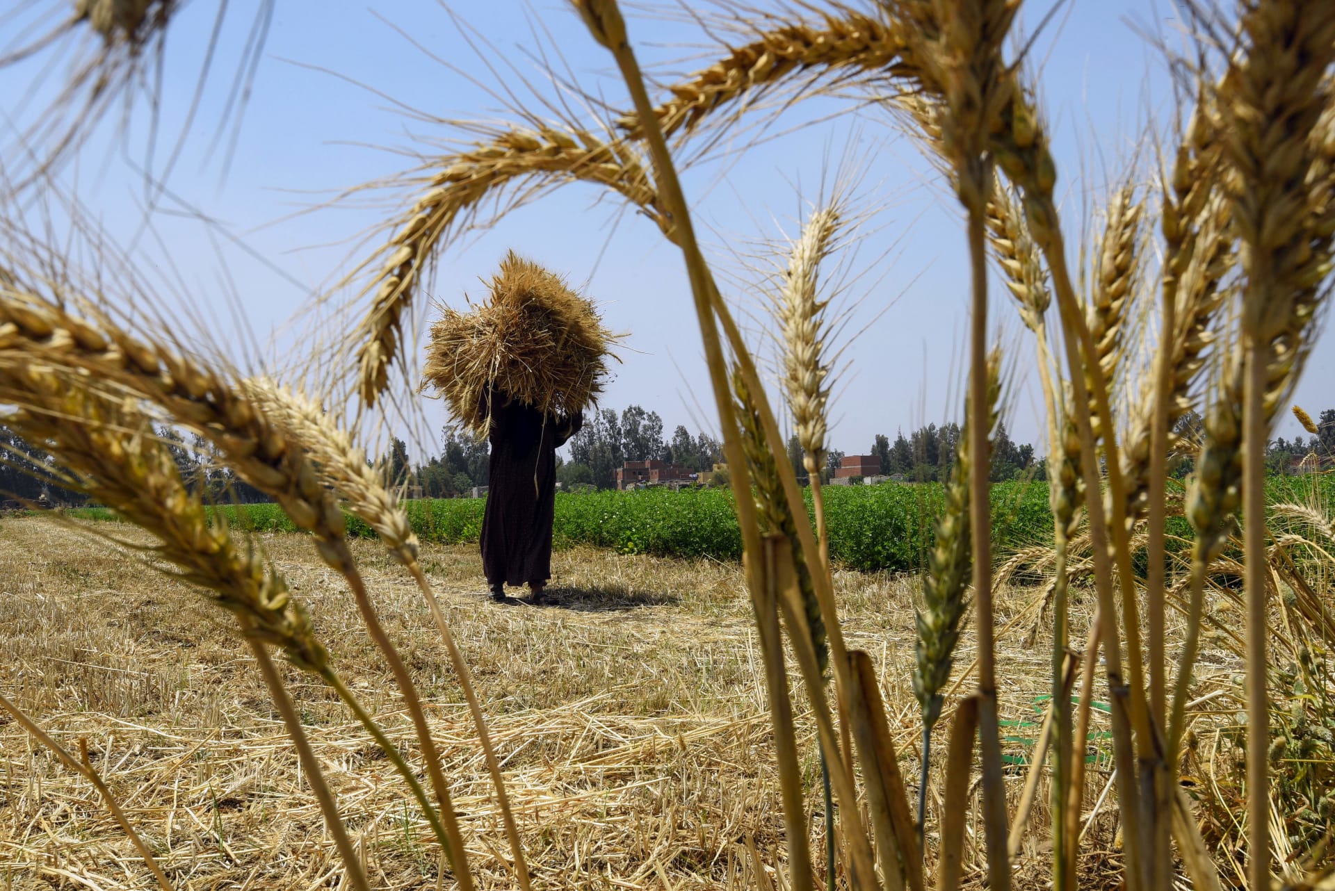 زراعة القمح مصر