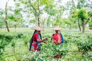 عاملات جمع الشاي في المزارع