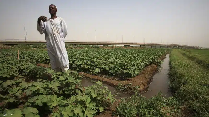 الزراعة في السودان 