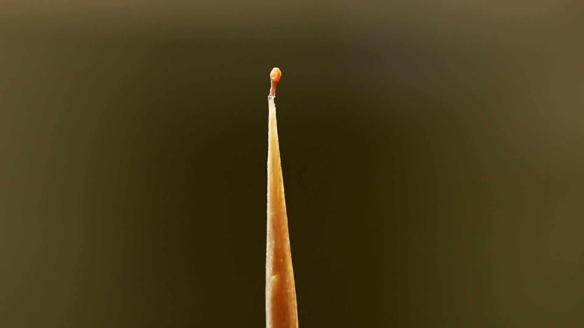 صور | الكشف عن أصغر ملعقة خشبية في العالم بطول 1.6 ملم فقط
