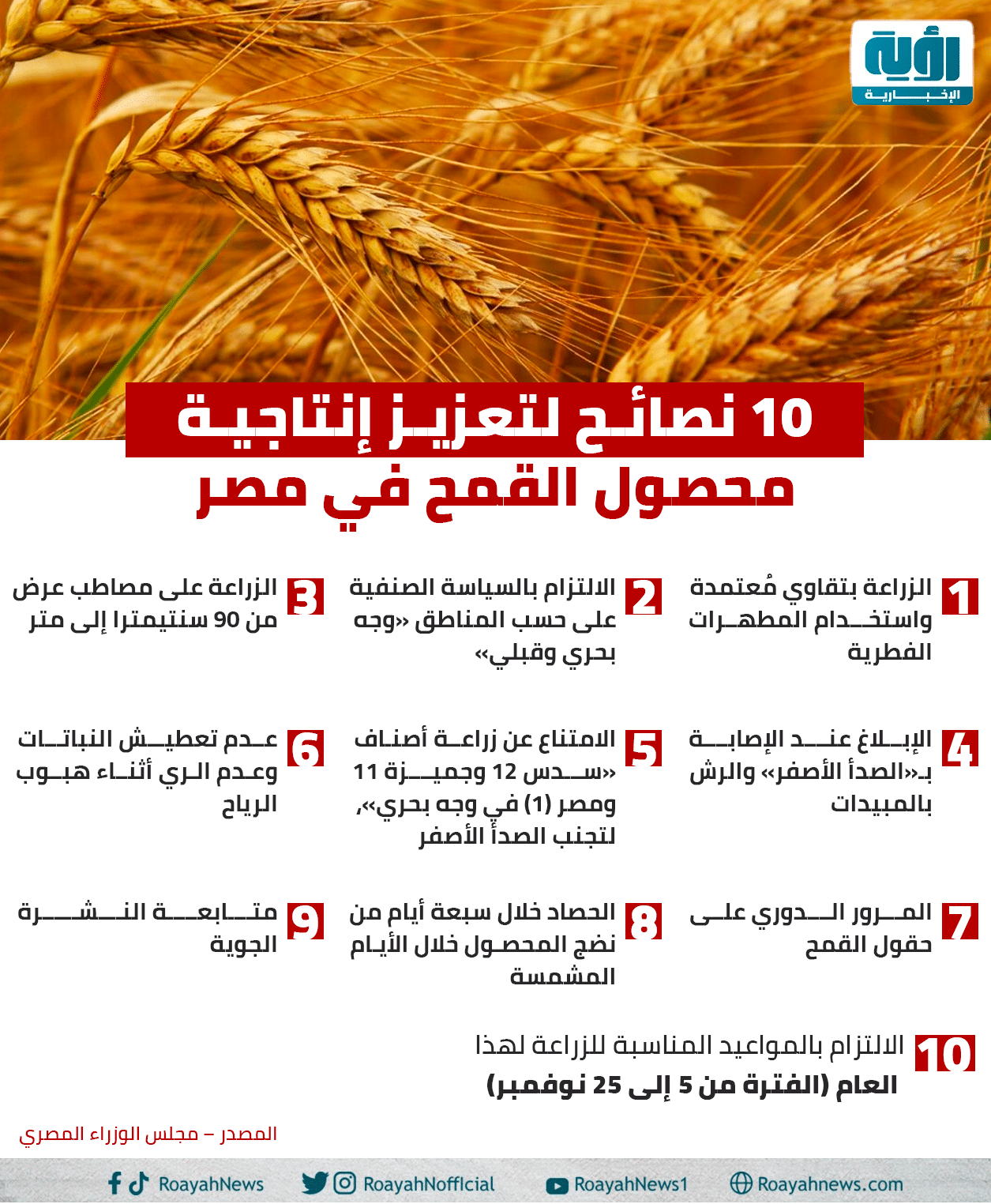 10 نصائح لتعزيز إنتاجية محصول القمح في مصر