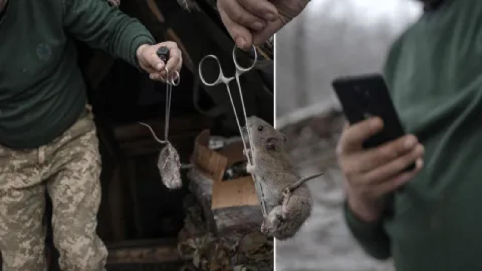 what is mouse fever spreading among russian soldiers all you need to know