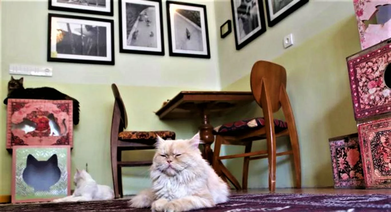 متحف ومقهى القطط الفارسية وسط طهران 1