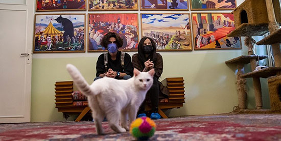 متحف ومقهى القطط الفارسية وسط طهران 15