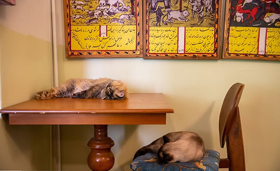 متحف ومقهى القطط الفارسية وسط طهران 4