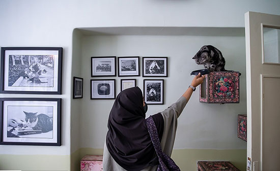 متحف ومقهى القطط الفارسية وسط طهران 6