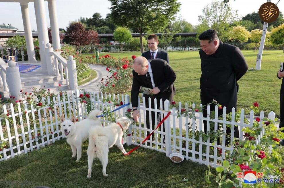 كلاب بوتين من كيم 6