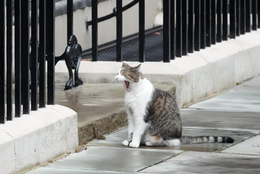 larry the cat downing street GettyImages 2159983981 scaled 1