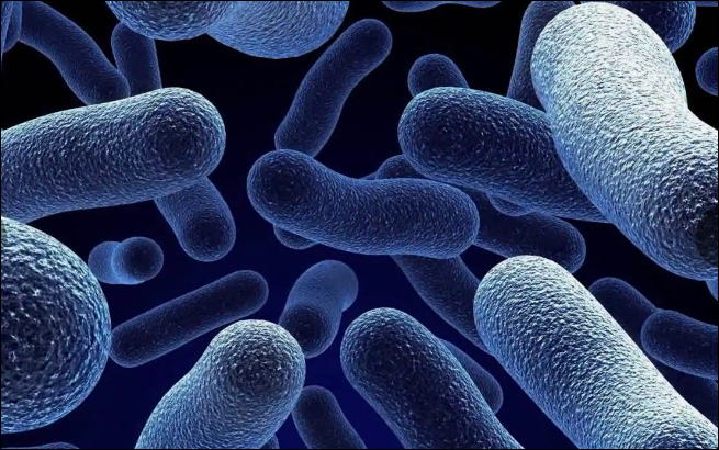 اعراض بكتيريا e.coli